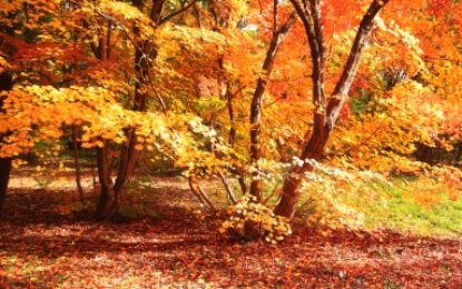 Fall Color Tours in West Michigan