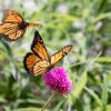 John Ball Zoo To Release Monarch Butterflies