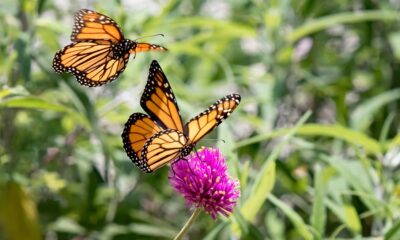 John Ball Zoo To Release Monarch Butterflies