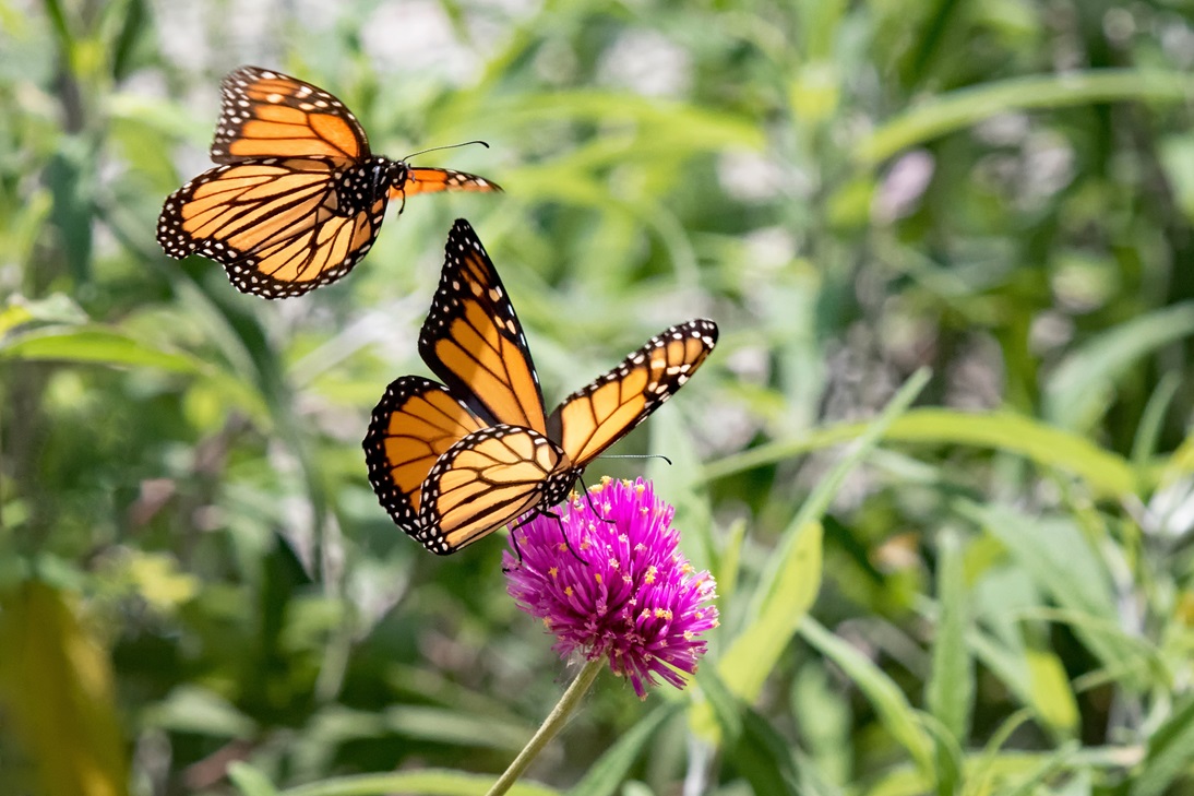 John Ball Zoo To Release Monarch Butterflies